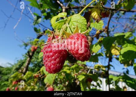 Ripe raspberries in the summer  garden Stock Photo