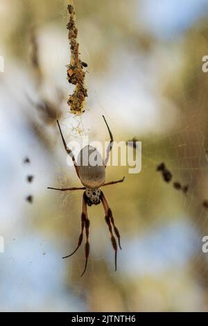Female Golden Orb-weaving Spider (Nephila edulis) Stock Photo