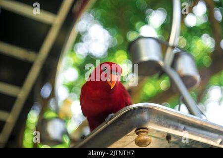 parrots of all colors are rare and extinct birds all over the world, having precious photos of them is the best thing. Stock Photo