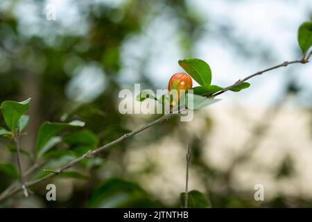 The showy red or orange flowers are quite the show stopper. Pomegranate trees are self-fruitful, which means the flowers on the pomegranate are both m Stock Photo