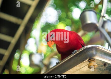 parrots of all colors are rare and extinct birds all over the world, having precious photos of them is the best thing. Stock Photo