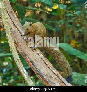Grey-bellied Squirrel (Callosciurus caniceps) on a vine and looking towards the camera Stock Photo