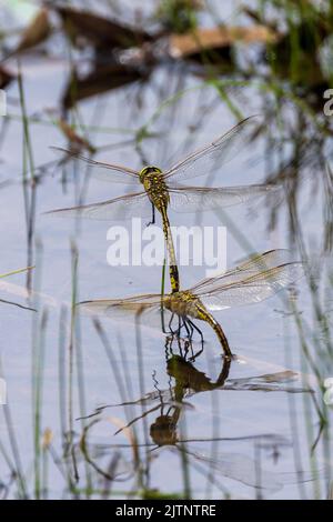 Tau Emerald Dragonfly (Hemicordulia tau) Stock Photo