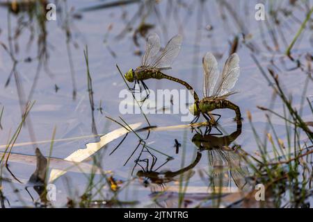 Tau Emerald Dragonfly (Hemicordulia tau) Stock Photo