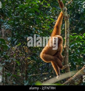 A Lar Gibbon also known as a White-handed Gibbon (Hylobates lar) seated high up in a tree Stock Photo