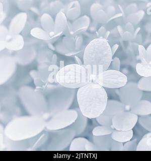 Background of soft white petals of Hydrangea Limelight or Hydrangea close-up Stock Photo