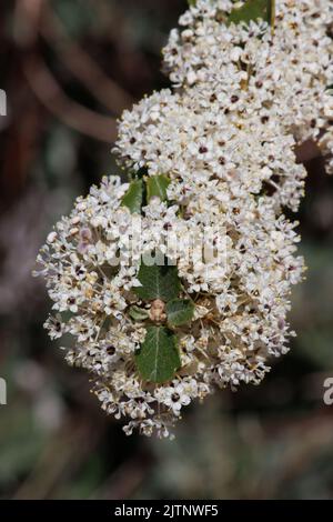 White flowering cymose umbel inflorescences of Ceanothus Perplexans, Rhamnaceae, native shrub in the Volcan Mountains, Peninsular Ranges, Springtime. Stock Photo