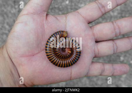 The curled millipede on palm Stock Photo