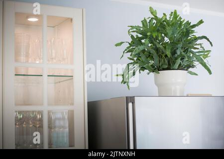 A plant of Blue Star fern (Phlebodium aureum), a fancy houseplant, on top of the fridge in a kitchen. Stock Photo