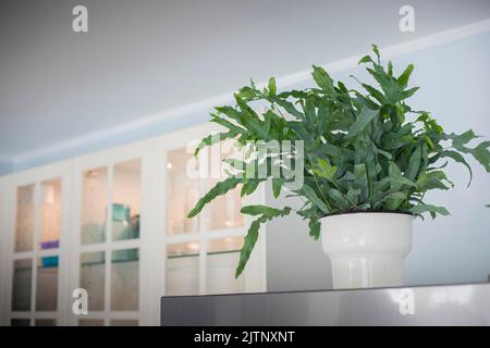 A plant of Blue Star fern (Phlebodium aureum), a fancy houseplant, on top of  the fridge in a kitchen. Stock Photo