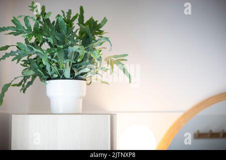 A plant of Blue Star fern (Phlebodium aureum), a fancy houseplant, on top of a wooden cabinet in  a bathroom. Stock Photo