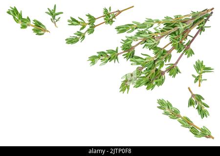 fresh thyme isolated on a white background, Top view with copy space for your text. Flat lay Stock Photo