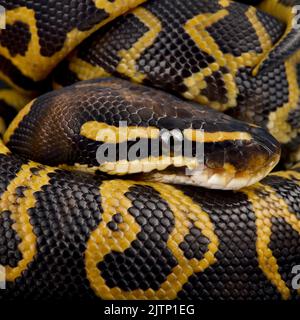 The Ball python (Python regius) is the most popular pet snake in the world. It is being bred in a huge variety of colors. Stock Photo