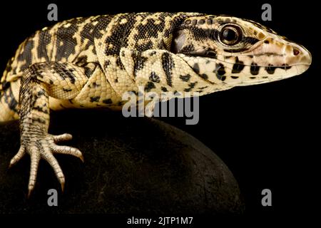 Golden Tegu (Tupinambis teguixin) Stock Photo