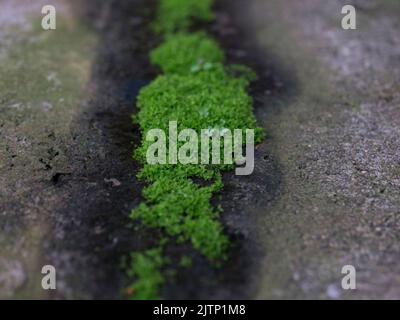 Green moss on the wall texture background Stock Photo