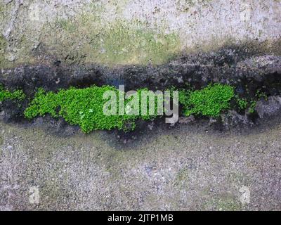 Green moss on the wall texture background Stock Photo