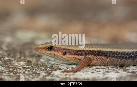 Lizard resting; lizard basking in the sunl; lizard on a stone; lizard on the rock; Skink lizard on a rock; Eutrophis macularia from Yala National Park Stock Photo