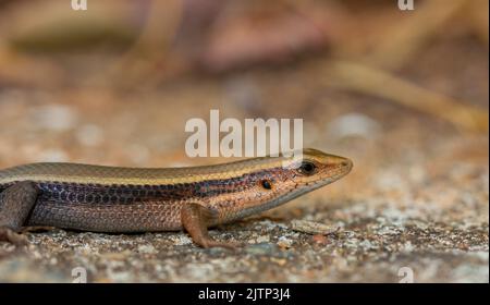 Lizard resting; lizard basking in the sunl; lizard on a stone; lizard on the rock; Skink lizard on a rock; Eutrophis macularia from Yala National Park Stock Photo