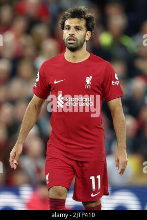 Liverpool, England, 31st August 2022.  Mohamed Salah of Liverpool during the Premier League match at Anfield, Liverpool. Picture credit should read: Darren Staples / Sportimage Stock Photo