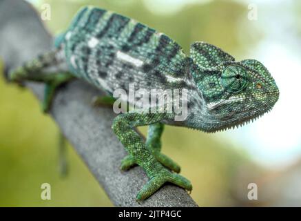 Chameleon on a branch; Green chameleon; Chameleon extending arm; green lizard; green reptile; Chamaeleo zeylanicus from the dry zone of Sri Lanka Stock Photo