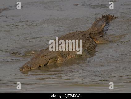 two crocodiles in the water; crocodiles swimming; Crocodiles resting; mugger crocodiles in sri lanka; mirror image of animals Stock Photo