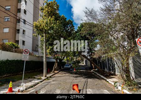 Tree branch stuck on electrical wires after a heavy storm. Stock Photo