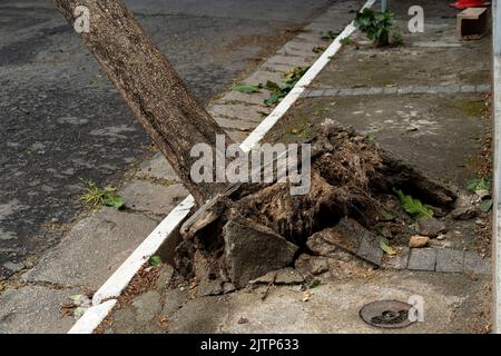 Tree branch stuck on electrical wires after a heavy storm. Stock Photo