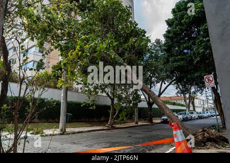 Tree branch stuck on electrical wires after a heavy storm. Stock Photo