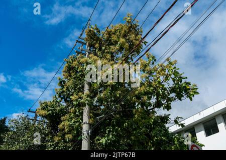 Tree branch stuck on electrical wires after a heavy storm. Stock Photo