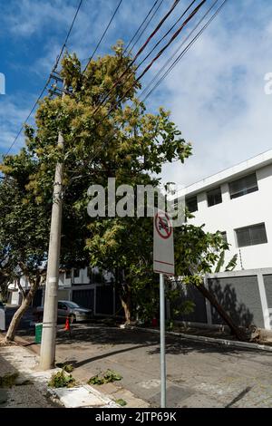 Tree branch stuck on electrical wires after a heavy storm. Stock Photo