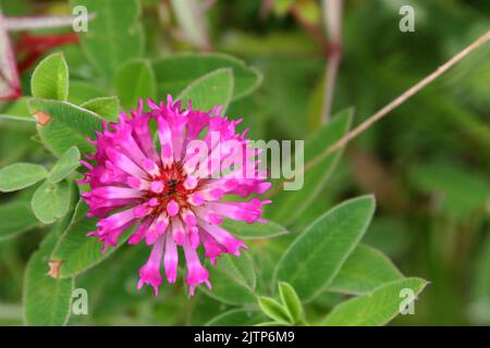 Bright pink flowers of owl-head clover or purple-globe clover (Trifolium alpestre) close up Stock Photo