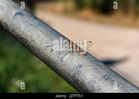 Close up of an orange dragonfly landed on the metal railing Stock Photo
