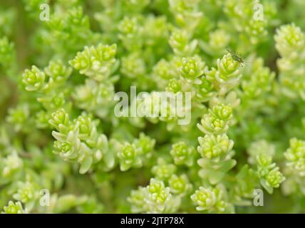 Closeup of Sedum alpine plant. Variety 'Golden Moss Stonecrop.' Succulent used for rockeries, alpine and ground cover. Stock Photo