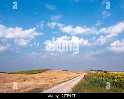 countryside landscape in northern france part of lorraine with sunflowers Stock Photo