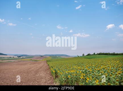 countryside landscape in northern france part of lorraine with sunflowers Stock Photo