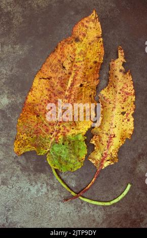 Two yellow and red leaves and stems of Broad leaved dock or Rumex obtusifolius lying on tarnished metal Stock Photo