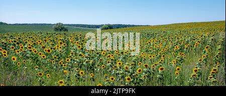 countryside landscape in northern france part of lorraine with sunflowers Stock Photo