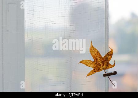 Yellow leaf on background of an autumn view from the window, copy space Stock Photo