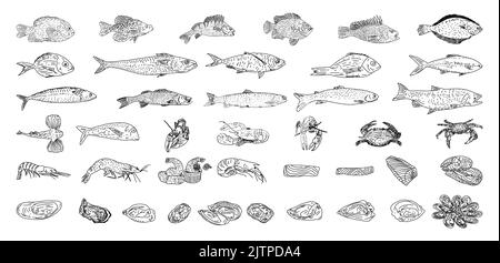 Seafood vector illustrations. Healthy food natural set. Hand drawn vector sea fish, oyster, lobster, octopus, crabs, shrimps, fish fillet. Stock Vector