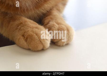 Ginger cat sitting on white paper.  Cat paw on a piece of paper. Stock Photo