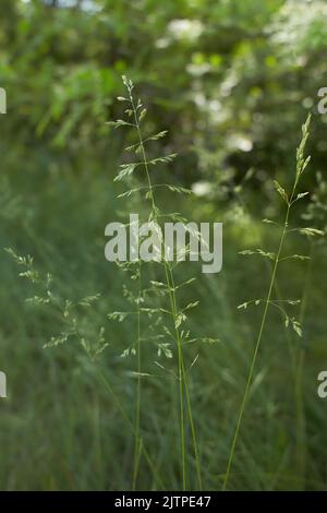 The meadow grass tall fescue (Festuca partensis) in spring. The beautiful wallpaper of Red fescue (Festuca rubra) Stock Photo