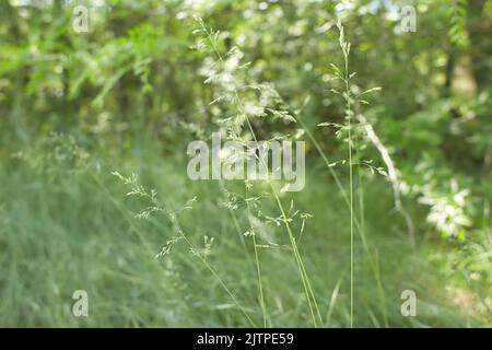 The meadow grass tall fescue (Festuca partensis) in spring. The beautiful wallpaper of Red fescue (Festuca rubra) Stock Photo