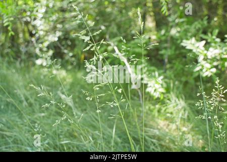 The meadow grass tall fescue (Festuca partensis) in spring. The beautiful wallpaper of Red fescue (Festuca rubra) Stock Photo