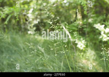 The meadow grass tall fescue (Festuca partensis) in spring. The beautiful wallpaper of Red fescue (Festuca rubra) Stock Photo