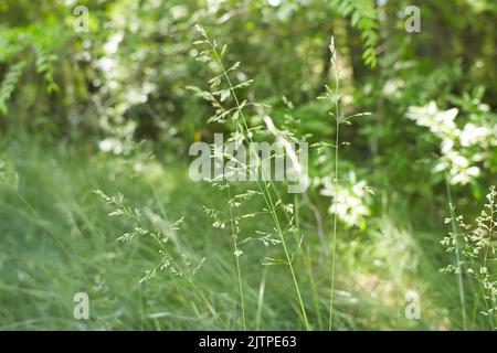 The meadow grass tall fescue (Festuca partensis) in spring. The beautiful wallpaper of Red fescue (Festuca rubra) Stock Photo