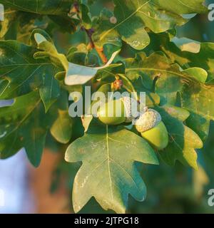 Ripe acorns on oak branches among green leaves Stock Photo