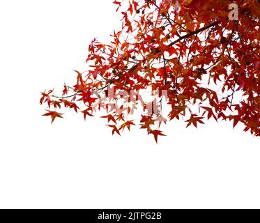 Branches with  colorful autumn leaves with water drops  isolated on white background.  Selective focus. American Sweetgum Stock Photo