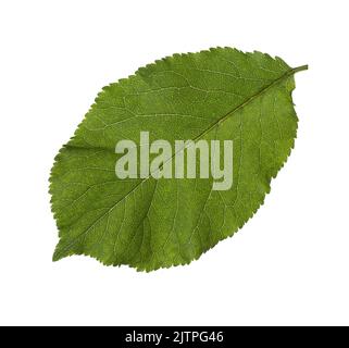 Fresh green Cherry Plum   leaf  isolated on white background. Stock Photo