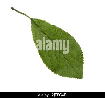 Fresh green  Plum  leaf  isolated on white background. Stock Photo