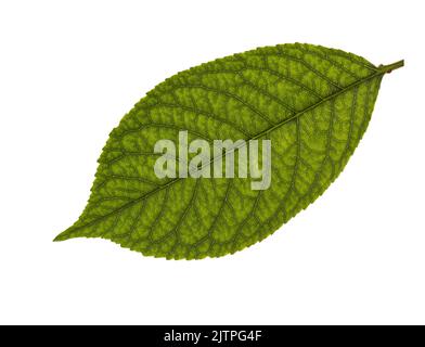 Fresh green Cherry leaf isolated on white background. Stock Photo